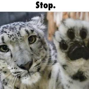 Stop emote