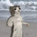 catboxig emote