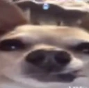 Trap_Dawg emote