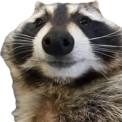 raccoon emote
