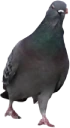 mighty_pigeon emote