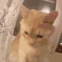 nnnnAAAAAAAA emote