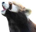 redpanda_pog emote