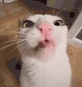 nyamka emote