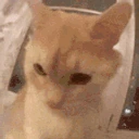 insane emote