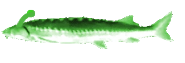 jlorp emote