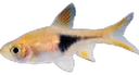 Carlos emote