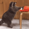CE_Raccoon4 emote
