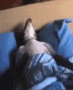 SNORE animated emote