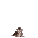 GROWUP emote