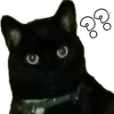 whatcat emote