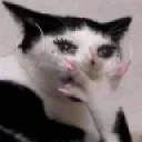 catgasp static emote
