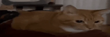 boink emote