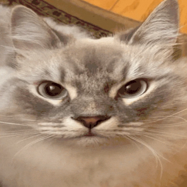 SkyMaow emote