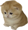 ou emote