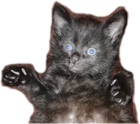 Cat_wtf emote