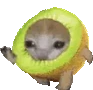 kiwicatrun emoji