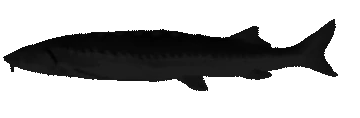 DarkJoel emote