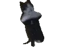 breakdancing_cat emote