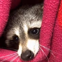 RaccCozy emote