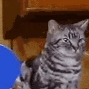 catPong emote