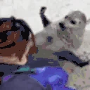 sealHug emoji