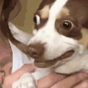 dogPain emote