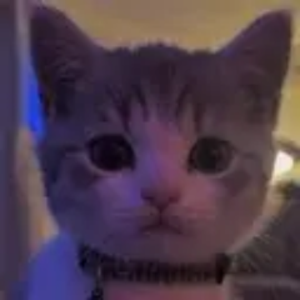 leastsussyimposter avatar