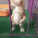 KickSomeAss animated emote