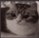 Catsplode emote