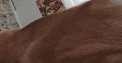 HOLYFUCKINBALLS animated emote