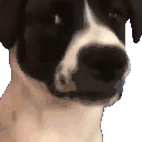 DogLookingSussyAndWeirdChamp emoji