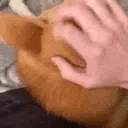 HelloShiba emote