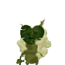 korokArrive emote