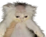 britecat emote