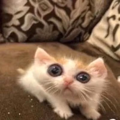 goffycatmeme emote