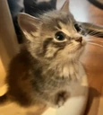 CarLookUp emote