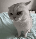Headbutt animated emote