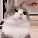 iidiot emote