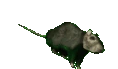 RatSpin emoji