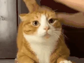 Masaj emote
