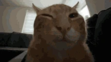 plinbuh emote