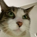 cat_stare emote
