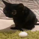egg emoji