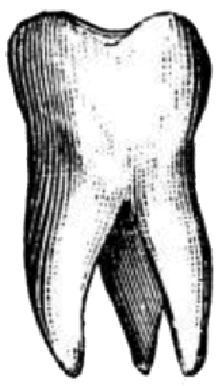 Tooth emote