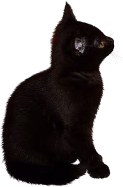 blackcat emote