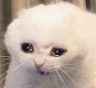 crycat1 emote