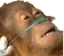 LifeSupport static emote