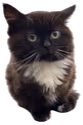 chmonya emote
