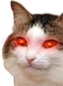 kiisu_lasereyes emote